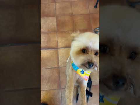 経営学科 サマーカットにしてトリマーさんにジャレつくトイプードル12ヶ月　#トイプードル　#toypoodle