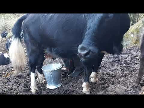 Yak(chauri) milking. Himalayan lifestyle. Gosaikunda RM6/ RASUWA,DHUNCHE