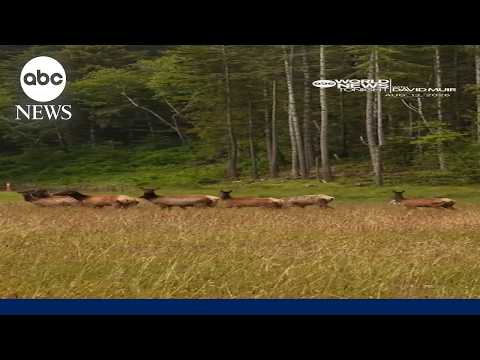 David Muir and the elk at Redwoods National and State Parks