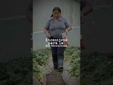 Incentivos para La Paz Territorial capítulo Cumbal - Nariño #condignidadcumplimos