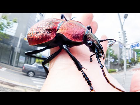 韓国の住宅地はヤバすぎる虫だらけ、もう手に負えない