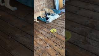 American Mastiff Puppies Videos