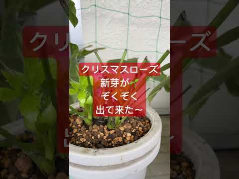 園芸 クリスマスのためのガーデンギフトのアイデア10選