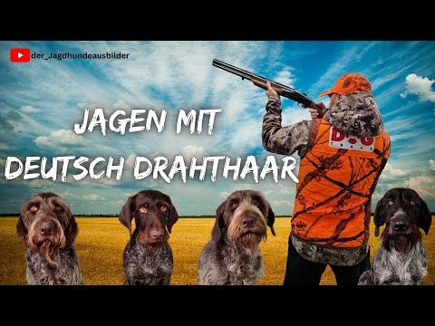 Stöberjagd mit Deutsch Drahthaar - der Jagdhundeausbilder