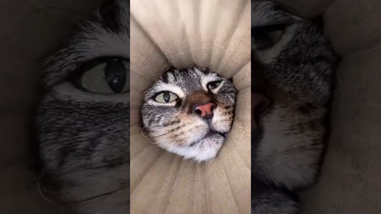 Homepage   funny pictures and r34 on JoyReactor