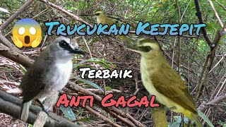 Download lagu Suara Pikat Trucukan Kejepit Anti Gagal mp3 Download lagu Suara Pikat Trucukan Kejepit Anti Gagal mp3