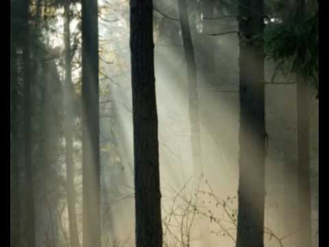 Apostoli mira - Istina