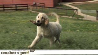 Exercising Your Dog | Teacher's Pet With Victoria Stilwell