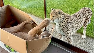 Это нежное и наивное создание природы - ГЕПАРД🐆