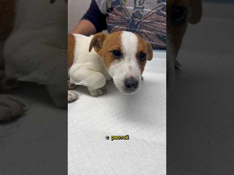 Внук с бабушкой принесли щенка в клинику, думали отравление