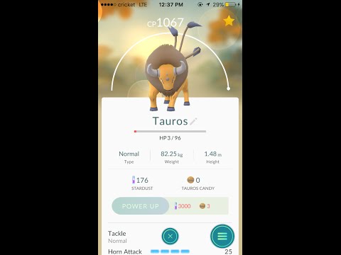 Maxed out Tauros!! - Pokemon Go