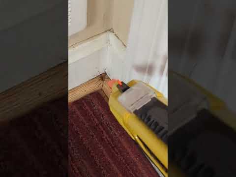 Spider VS Bug-A-Salt Gun