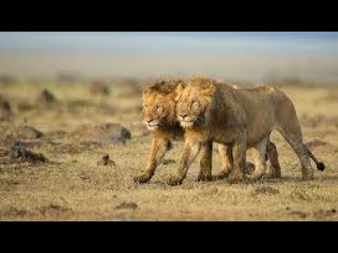 LOS LEONES TAU Y BANDAR |DOCUMENTAL