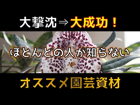 ヴィーゼン・ピッパウ 植物