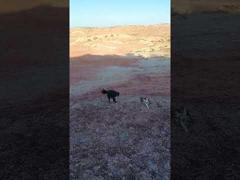 rio negro . general roca....