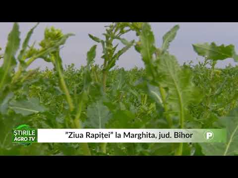 ”Ziua Rapiței” la Marghita, jud  Bihor 23 06 2021