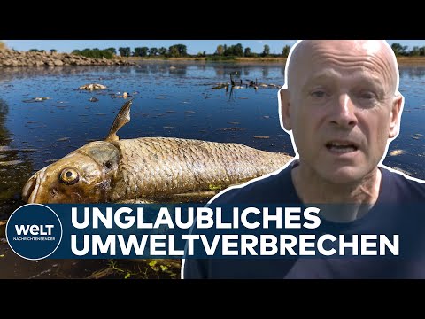 UMWELTKATASTROPHE AN ODER: Ursache des Fischsterbens weiter rätselhaft | WELT Thema