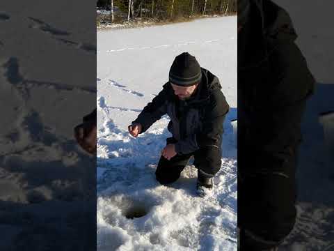 Kalaopas Finland - Haukipilkki