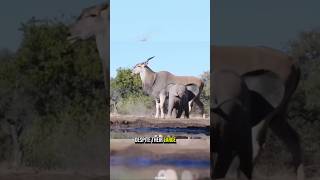 Download lagu The Giant Eland World’s Largest Antelope 🔥 #animalfacts #gianteland #animals #facts mp3