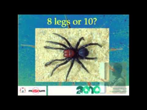 Spectacular spider stories: a guide to our eight-legged friends