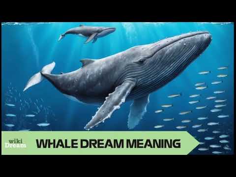 The WHALE dream meaning: Insights into spiritual growth and abundance