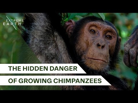 What Makes Chimps So Dangerous | Why Chimps Kill