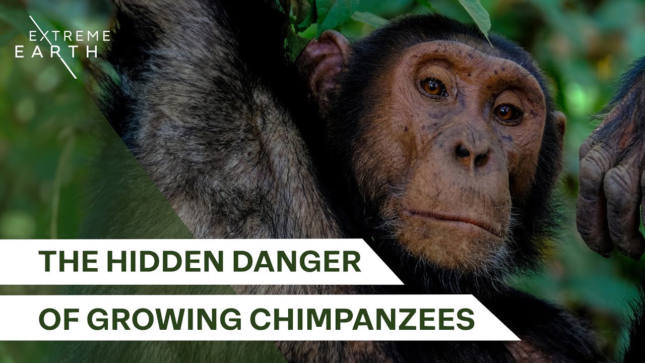 Why Adult Chimps Are Among the Most Dangerous Animals | Why Chimps Kill