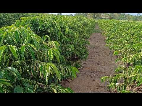 Café clonal robusta amazônico de Rondônia, clone 88 de 1 ano e 7 meses