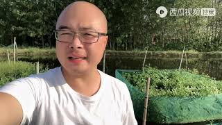 悦悦外出助农，老公在家养800口网箱的黄鳝，从喂食到吃完四分钟