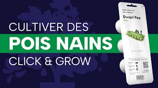 Cultiver des pois nains dans un jardin Click & Grow : test et verdict 