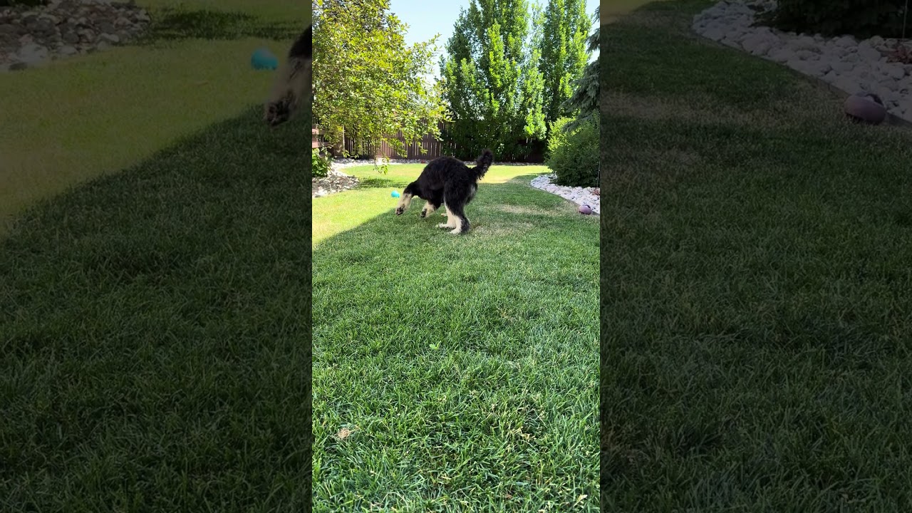 River, an adopted mixed breed in Fort Collins, CO video 5/6