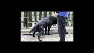 Video preview image #1 Labrador Retriever Puppy For Sale in Seattle, WA, USA