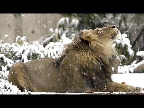 Шымкентский зоопарк, зима