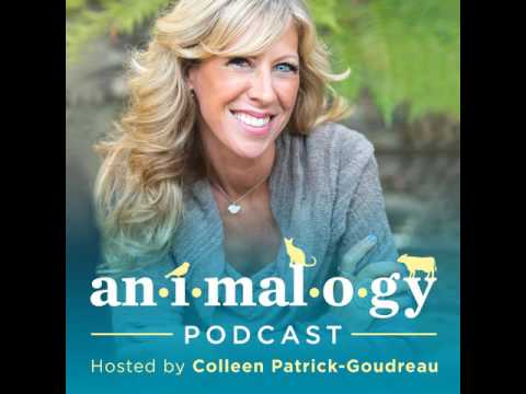 download lagu mp3 mp4 Animalogy, download lagu Animalogy gratis, unduh video klip Animalogy