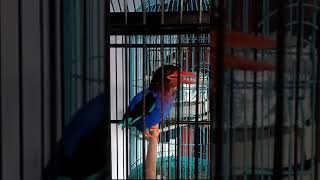 Download lagu SUARA NGEKEK KAYA GINI PALING DI CARI BUAT MASTERAN, TENGKEK UDANG SUPER GACOR BUNYI NGEKEK KERAS mp3