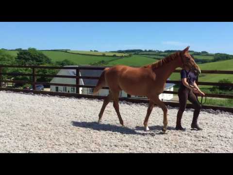 Bon Coeur filly for sale , future dressage star