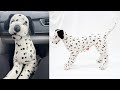 Review Of The Dougals Cuddle Toys 101 Dalmatians Promo Pongo