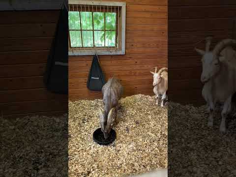 Tom Brady Youtube Video