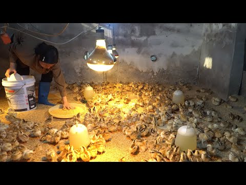 Girl prepares coop to raise 5000 newly hatched chicks | Raising Chickens Episode 7 | Ly Mai Mai