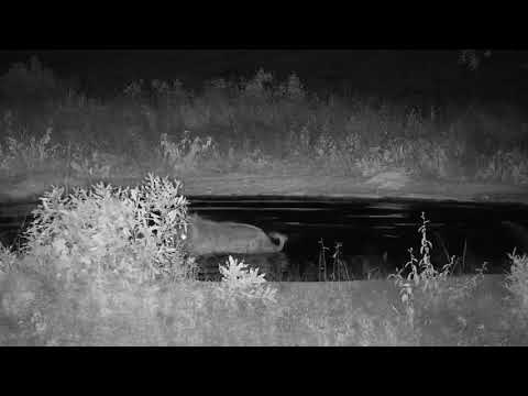 Djuma: Lone Hyena has a quick sip and dip in the pan - 19:38 - 12/08/20