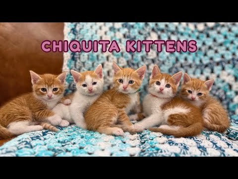 Cat for adoption - Dionysus Chiquita, a Domestic Short Hair Mix in Brattleboro, VT | Petfinder