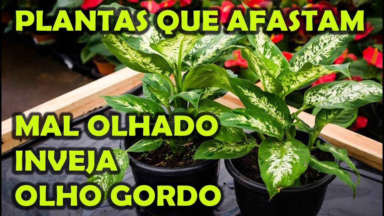 PLANTAS QUE AFASTAM MAL OLHADO, INVEJA E OLHO GORDO