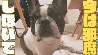 警戒するワンコ🐶