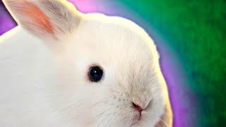 Rabbit of Destiny FULL GAME