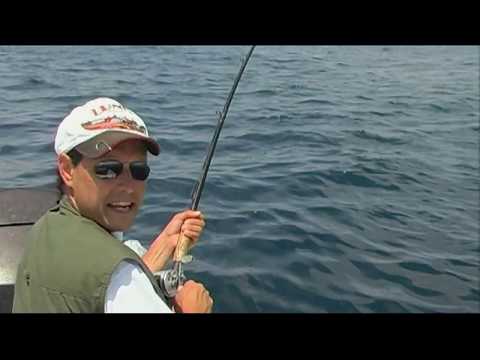 Fin Frenzy - Mako Shark Excursion on the Pacific Coast