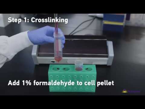 BioLegend’s Tools for Chromatin Immunoprecipitation (ChIP) Assays