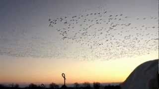 preview picture of video '3 of 3, DECOYING MONSTER SNOW GOOSE FLOCK SERIES, VORTEX, SNOWGOOSESPECIALIST.COM.wmv'