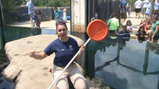 Training sharks to come when &quot;called&quot; at the Pittsburgh Zoo &amp; PPG Aquarium