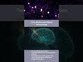 Neurons Learn with Distinct Dendrite Rules | Brain Science Update #neurology #neuroscience