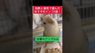 【癒し】飼いやすい！おすすめインコ3選！　#一人暮らしにおすすめ #ペット初心者 #鳥との暮らし #癒されたい #ストレス解消